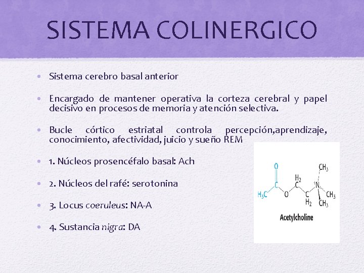 SISTEMA COLINERGICO • Sistema cerebro basal anterior • Encargado de mantener operativa la corteza