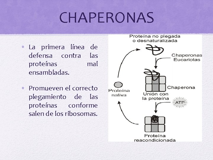 CHAPERONAS • La primera línea de defensa contra las proteínas mal ensambladas. • Promueven