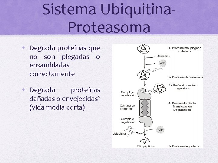 Sistema Ubiquitina. Proteasoma • Degrada proteínas que no son plegadas o ensambladas correctamente •