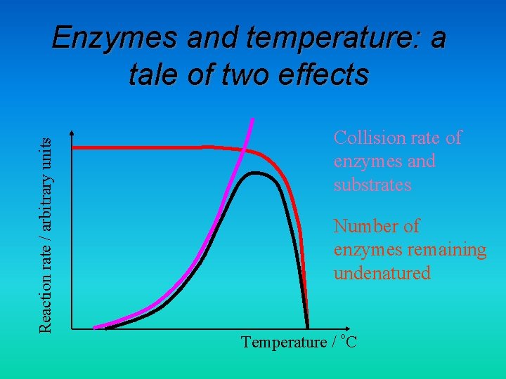 Reaction rate / arbitrary units Enzymes and temperature: a tale of two effects Collision