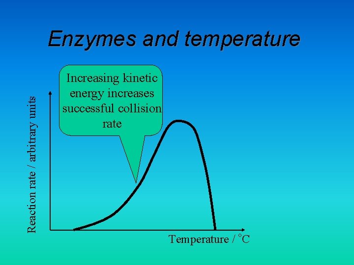 Reaction rate / arbitrary units Enzymes and temperature Increasing kinetic energy increases successful collision