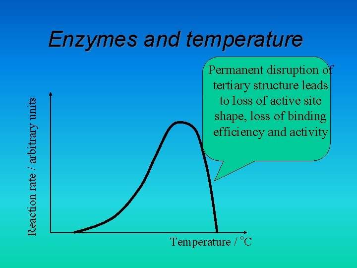Reaction rate / arbitrary units Enzymes and temperature Permanent disruption of tertiary structure leads