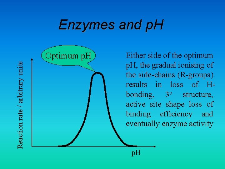 Enzymes and p. H Reaction rate / arbitrary units Optimum p. H Either side
