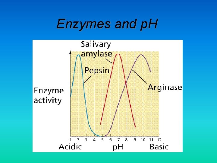 Enzymes and p. H 