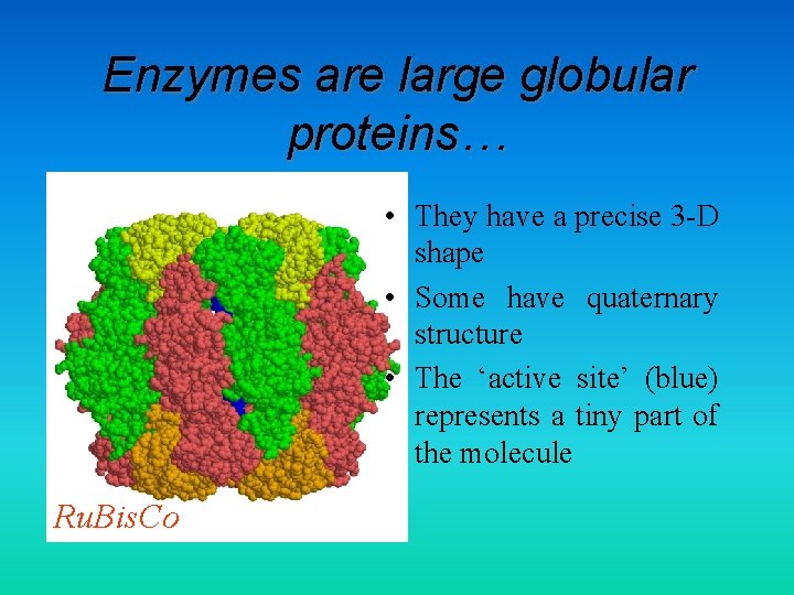 Enzymes are large globular proteins… • They have a precise 3 -D shape •
