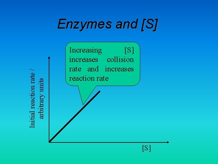 Initial reaction rate / arbitrary units Enzymes and [S] Increasing [S] increases collision rate