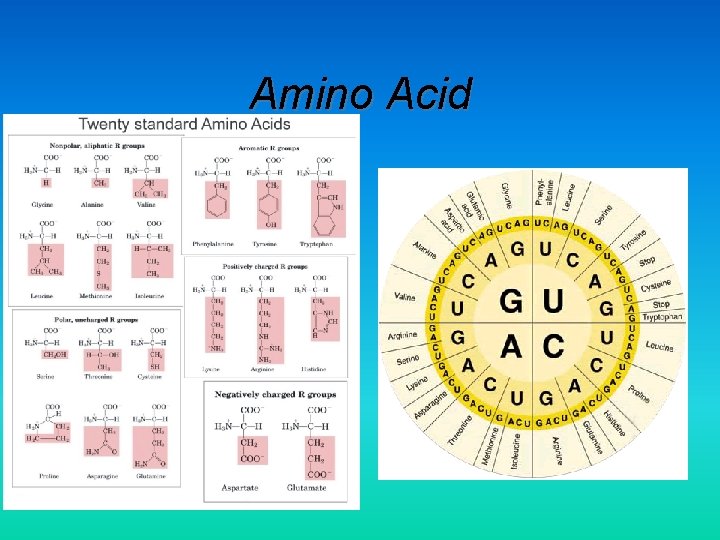 Amino Acid 