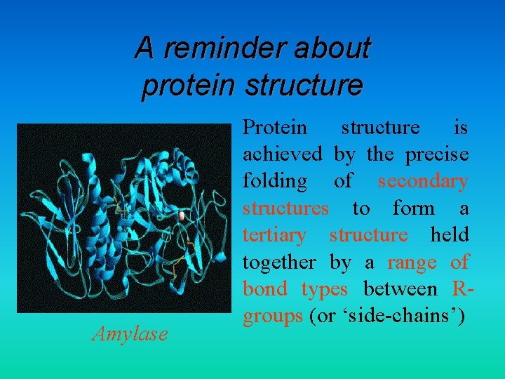 A reminder about protein structure Amylase • Protein structure is achieved by the precise