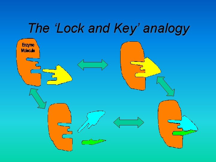 Factors Affecting Enzyme Activity Enzymes are large globular