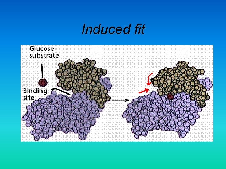 Induced fit 