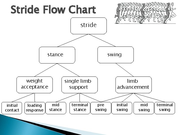 Stride Flow Chart stride stance weight acceptance initial contact loading response swing single limb