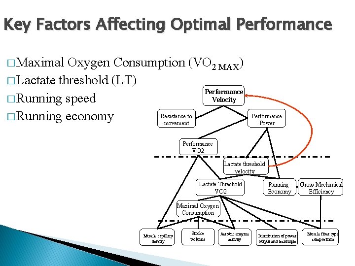 Key Factors Affecting Optimal Performance � Maximal Oxygen Consumption (VO 2 MAX) � Lactate