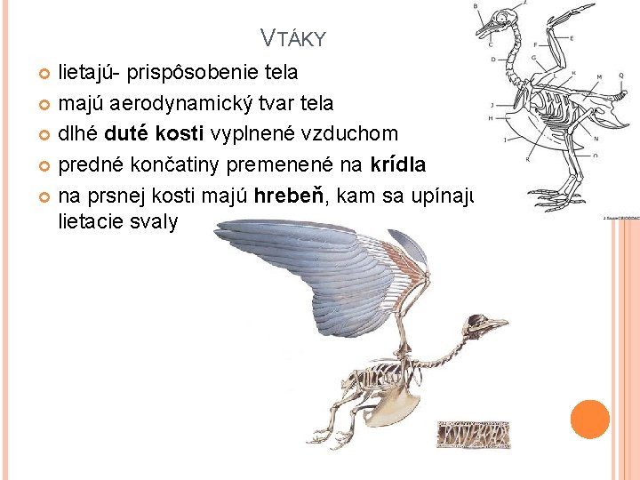 VTÁKY lietajú- prispôsobenie tela majú aerodynamický tvar tela dlhé duté kosti vyplnené vzduchom predné