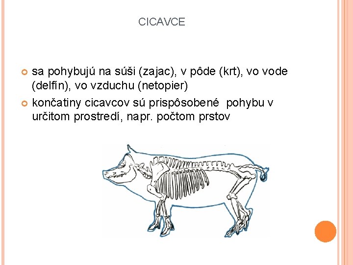 CICAVCE sa pohybujú na súši (zajac), v pôde (krt), vo vode (delfín), vo vzduchu