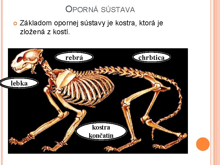 OPORNÁ SÚSTAVA Základom opornej sústavy je kostra, ktorá je zložená z kostí. rebrá chrbtica