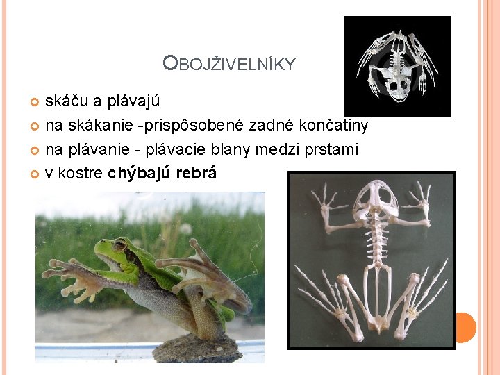 OBOJŽIVELNÍKY skáču a plávajú na skákanie -prispôsobené zadné končatiny na plávanie - plávacie blany