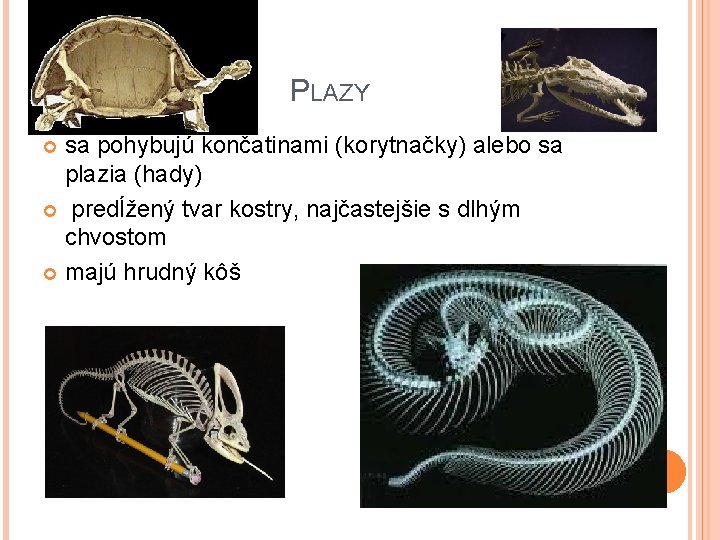 PLAZY sa pohybujú končatinami (korytnačky) alebo sa plazia (hady) predĺžený tvar kostry, najčastejšie s