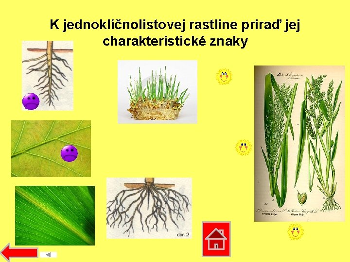 K jednoklíčnolistovej rastline priraď jej charakteristické znaky 