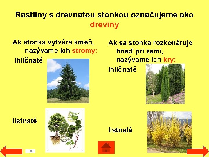 Rastliny s drevnatou stonkou označujeme ako dreviny Ak stonka vytvára kmeň, nazývame ich stromy: