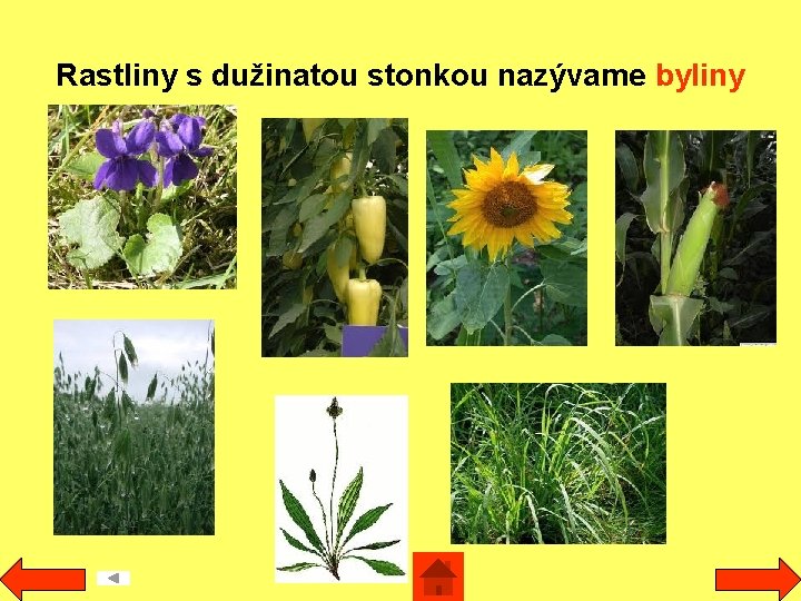 Rastliny s dužinatou stonkou nazývame byliny 