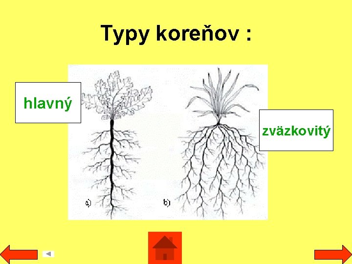 Typy koreňov : hlavný zväzkovitý 