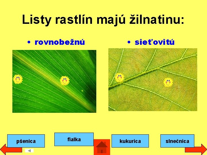 Listy rastlín majú žilnatinu: • rovnobežnú pšenica fialka • sieťovitú kukurica slnečnica 