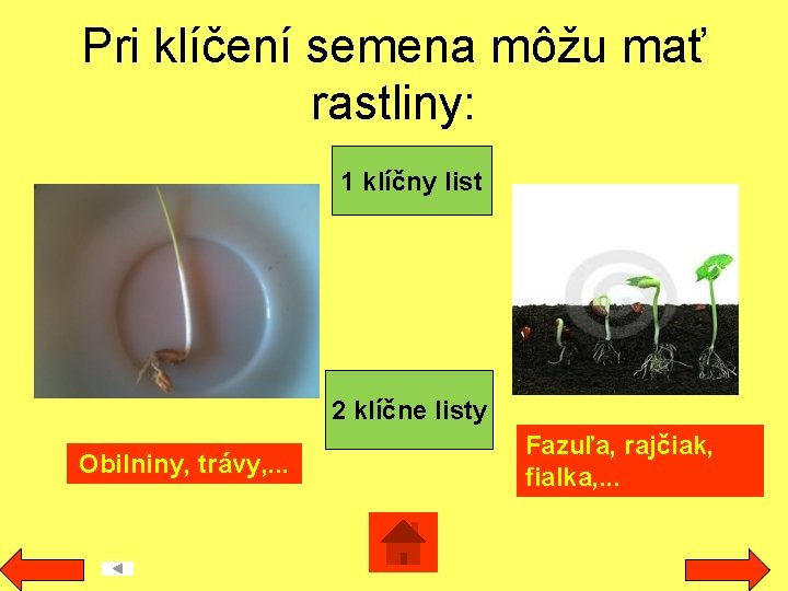 Pri klíčení semena môžu mať rastliny: 1 klíčny list 2 klíčne listy Obilniny, trávy,