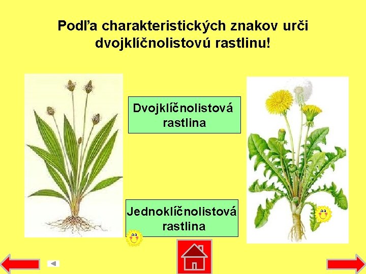 Podľa charakteristických znakov urči dvojklíčnolistovú rastlinu! Dvojklíčnolistová rastlina Jednoklíčnolistová rastlina 