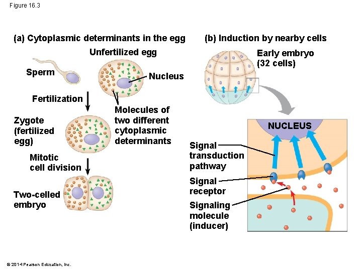 Figure 16. 3 (a) Cytoplasmic determinants in the egg (b) Induction by nearby cells