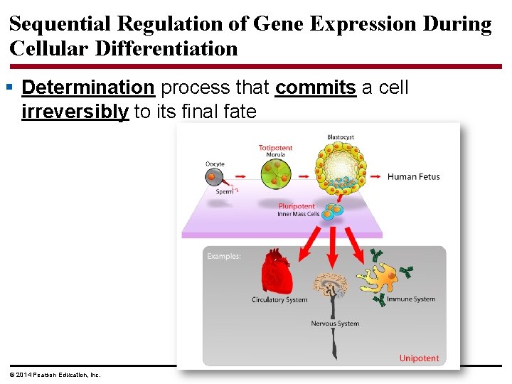 Sequential Regulation of Gene Expression During Cellular Differentiation § Determination process that commits a