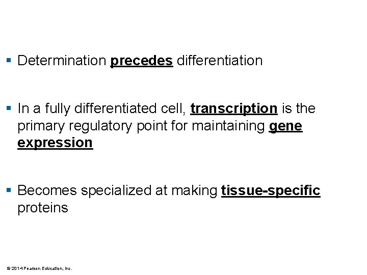 § Determination precedes differentiation § In a fully differentiated cell, transcription is the primary