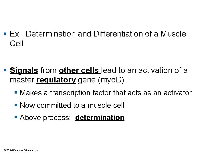 § Ex. Determination and Differentiation of a Muscle Cell § Signals from other cells