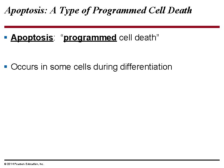 Apoptosis: A Type of Programmed Cell Death § Apoptosis: “programmed cell death” § Occurs