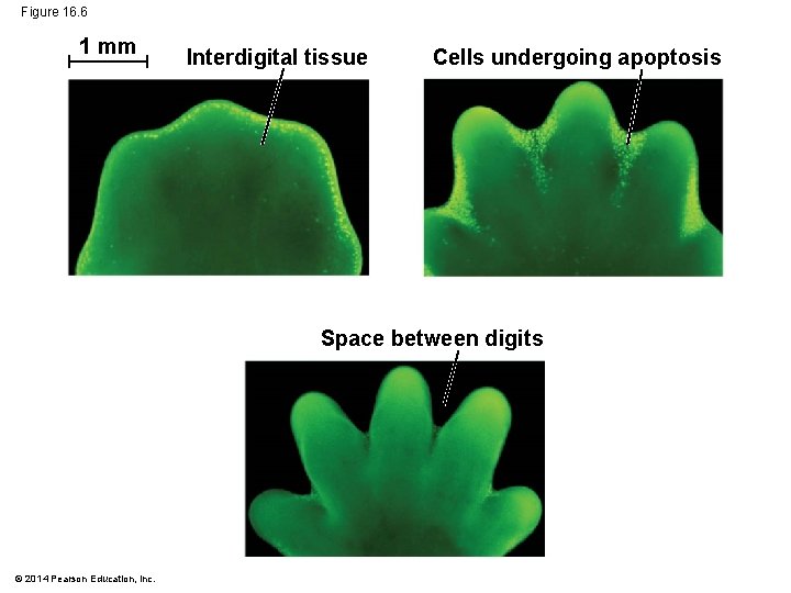 Figure 16. 6 1 mm Interdigital tissue Cells undergoing apoptosis Space between digits ©