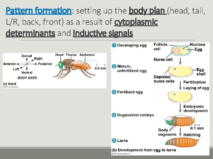 Pattern formation: setting up the body plan (head, tail, L/R, back, front) as a