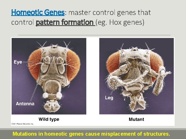 Homeotic Genes: master control genes that control pattern formation (eg. Hox genes) Mutations in