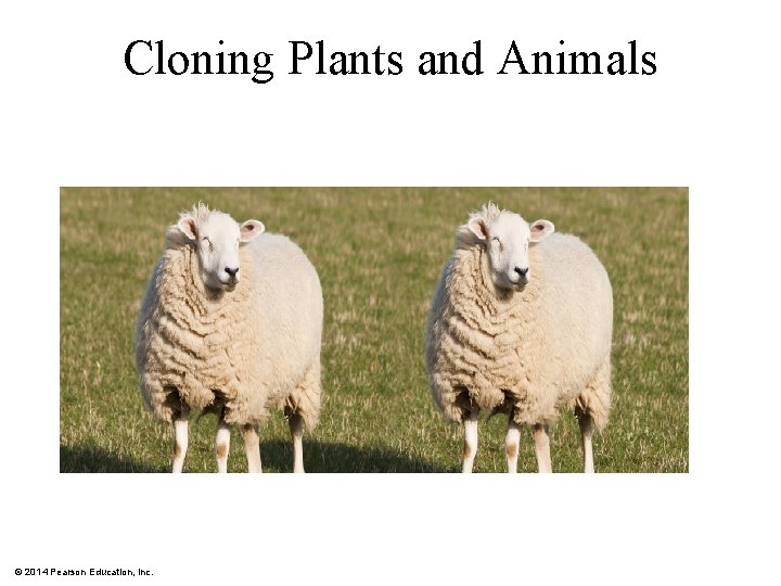 Cloning Plants and Animals © 2014 Pearson Education, Inc. 