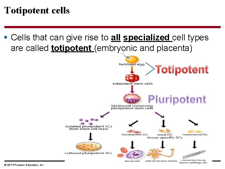 Totipotent cells § Cells that can give rise to all specialized cell types are