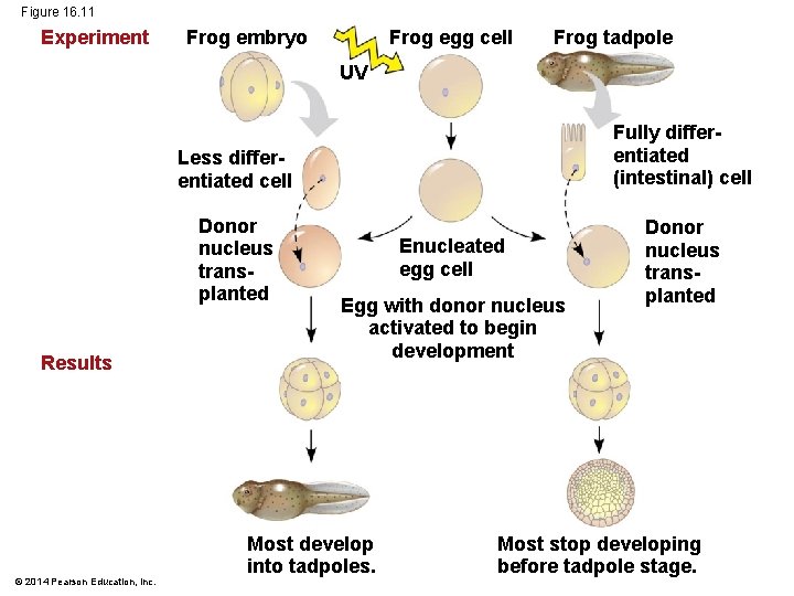 Figure 16. 11 Experiment Frog egg cell Frog embryo Frog tadpole UV Results ©