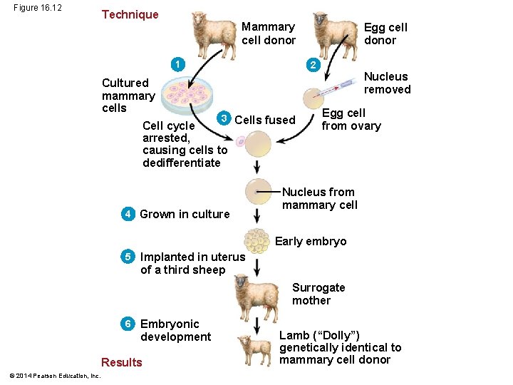Figure 16. 12 Technique Mammary cell donor 1 Cultured mammary cells Egg cell donor
