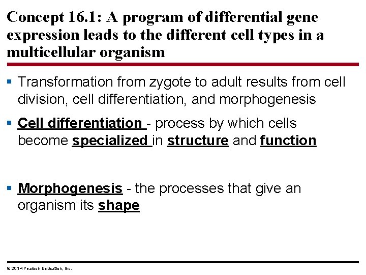 Concept 16. 1: A program of differential gene expression leads to the different cell