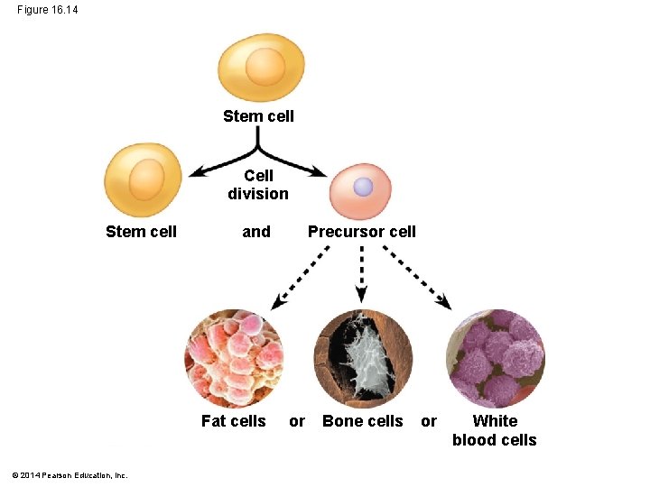 Figure 16. 14 Stem cell Cell division Stem cell and Fat cells © 2014