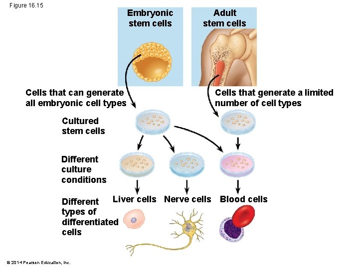 Figure 16. 15 Embryonic stem cells Cells that can generate all embryonic cell types