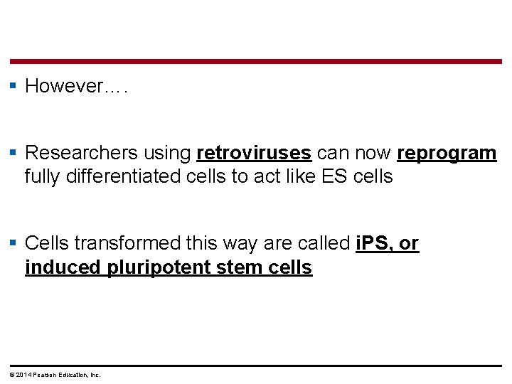 § However…. § Researchers using retroviruses can now reprogram fully differentiated cells to act