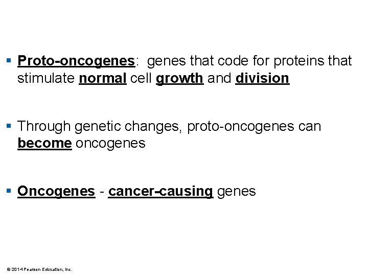 § Proto-oncogenes: genes that code for proteins that stimulate normal cell growth and division