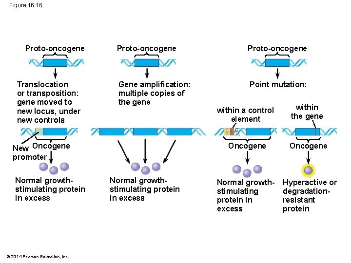 Figure 16. 16 Proto-oncogene Translocation or transposition: gene moved to new locus, under new