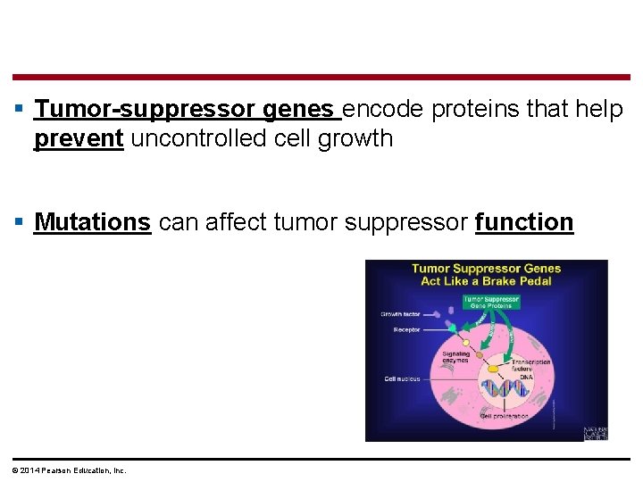 § Tumor-suppressor genes encode proteins that help prevent uncontrolled cell growth § Mutations can