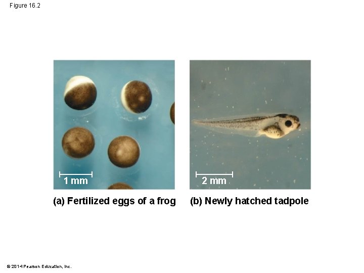 Figure 16. 2 1 mm (a) Fertilized eggs of a frog © 2014 Pearson