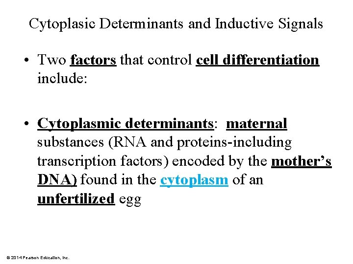 Cytoplasic Determinants and Inductive Signals • Two factors that control cell differentiation include: •