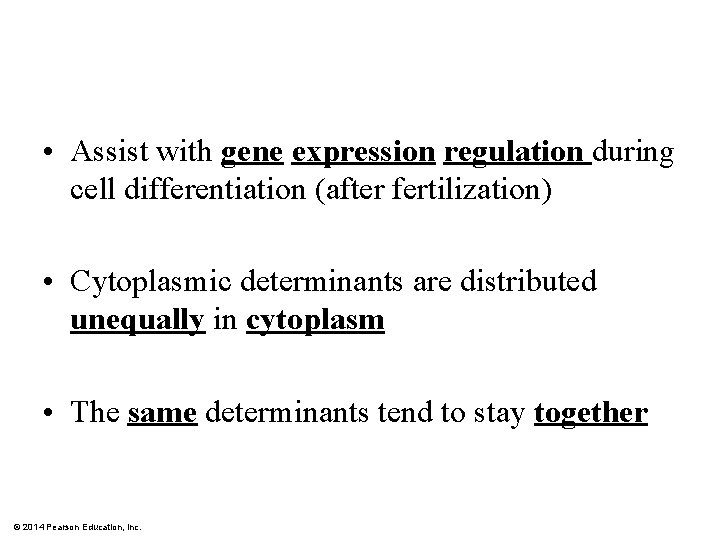  • Assist with gene expression regulation during cell differentiation (after fertilization) • Cytoplasmic